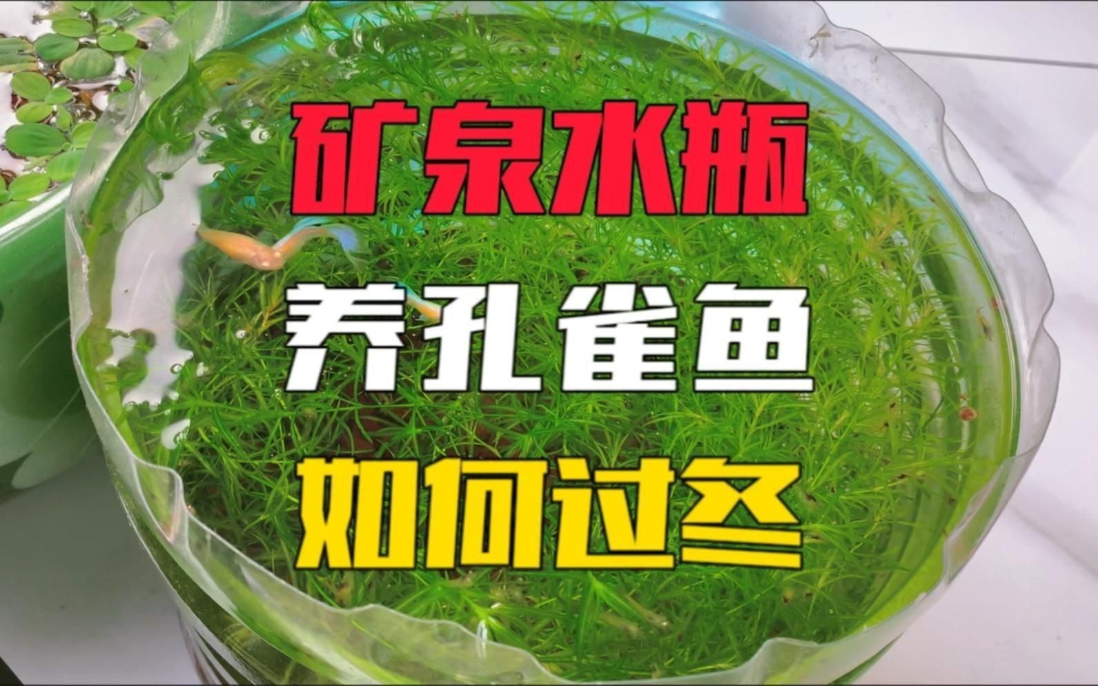 沒有加熱棒孔雀魚如何過冬【孔雀魚怎么過冬】