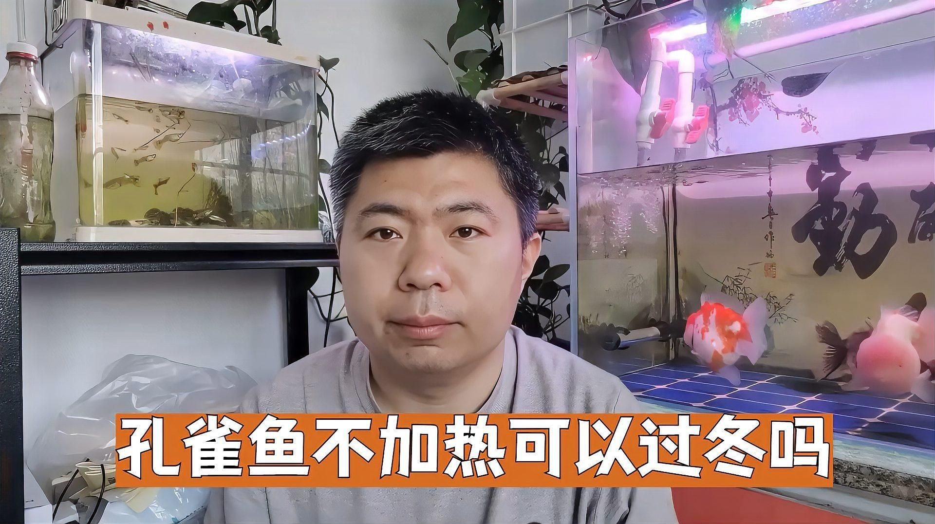 沒有加熱棒孔雀魚如何過冬【孔雀魚怎么過冬】