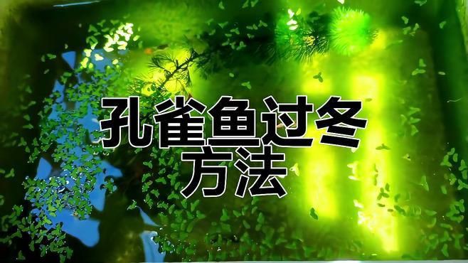 沒有加熱棒孔雀魚如何過冬【孔雀魚怎么過冬】