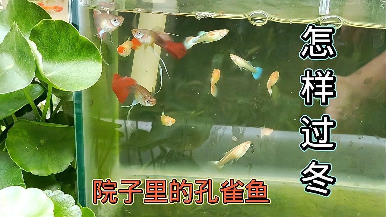 沒有加熱棒孔雀魚如何過冬【孔雀魚怎么過冬】