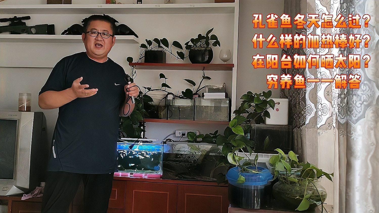 沒有加熱棒孔雀魚如何過冬【孔雀魚怎么過冬】