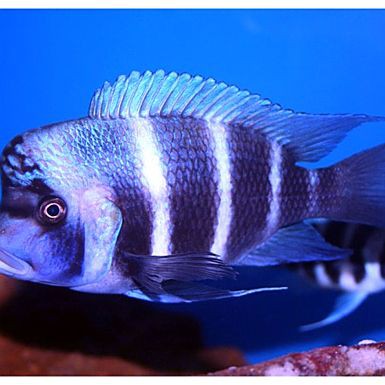 六間魚兇不兇【六間魚兇不兇云游視界lyn,體型雄壯,】