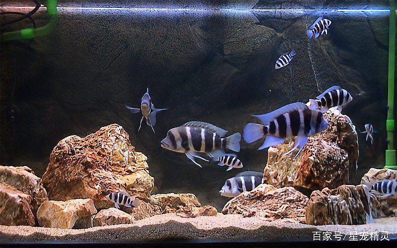 六間魚兇不兇【六間魚兇不兇云游視界lyn,體型雄壯,】