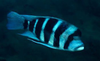 六間魚兇不兇【六間魚兇不兇云游視界lyn,體型雄壯,】