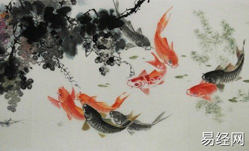 最旺財的九魚圖【《最旺財的九魚圖》】 最旺財的九魚圖【《最旺財的九魚圖》】 龍魚百科 第26張