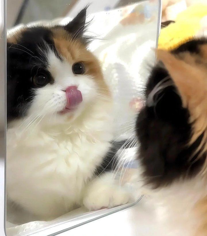 貓的12種顏色大全【《貓的12種顏色大全》系統梳理了貓咪豐富多樣的毛色類型】