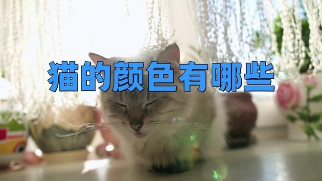 貓的12種顏色大全【《貓的12種顏色大全》系統梳理了貓咪豐富多樣的毛色類型】