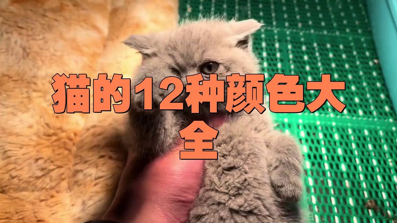 貓的12種顏色大全【《貓的12種顏色大全》系統梳理了貓咪豐富多樣的毛色類型】