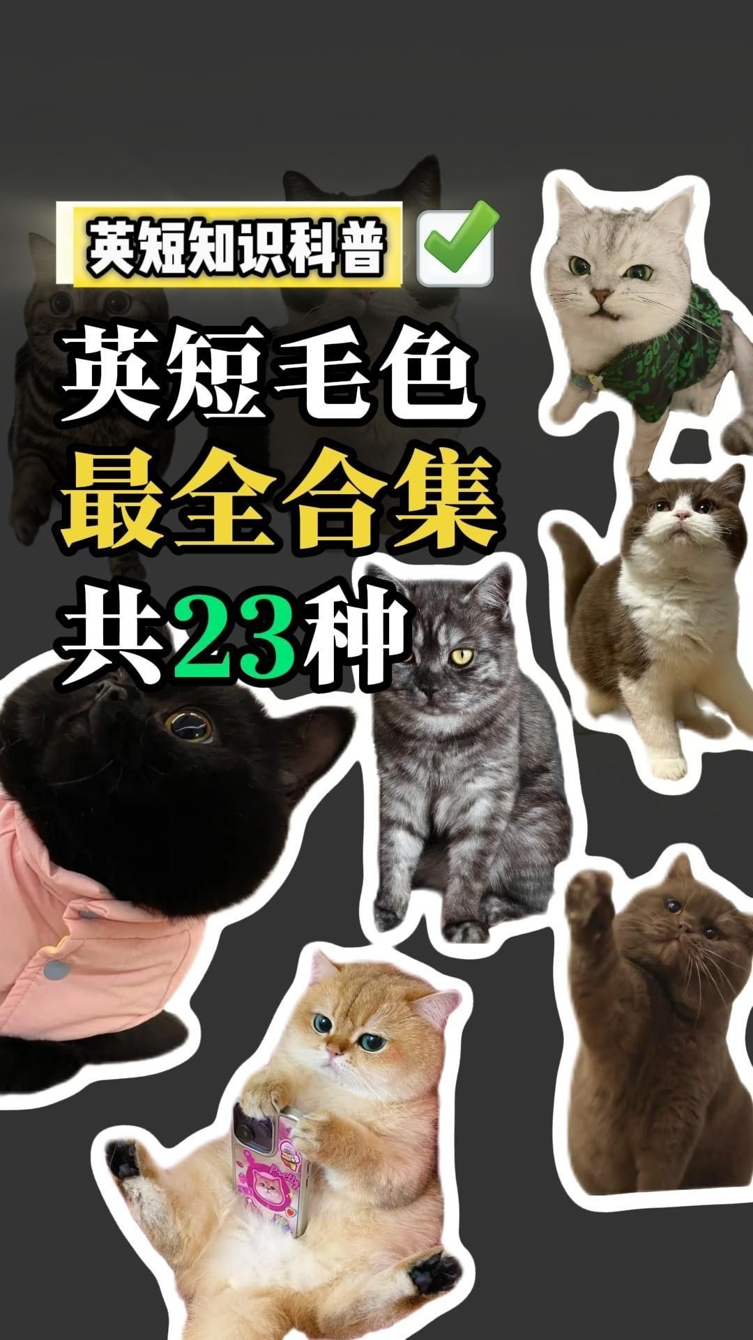 貓的12種顏色大全【《貓的12種顏色大全》系統梳理了貓咪豐富多樣的毛色類型】