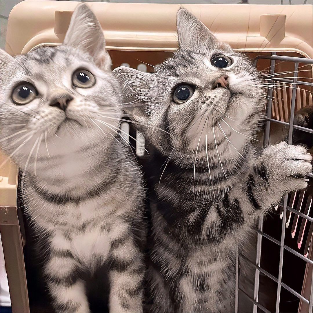 貓的12種顏色大全【《貓的12種顏色大全》系統梳理了貓咪豐富多樣的毛色類型】