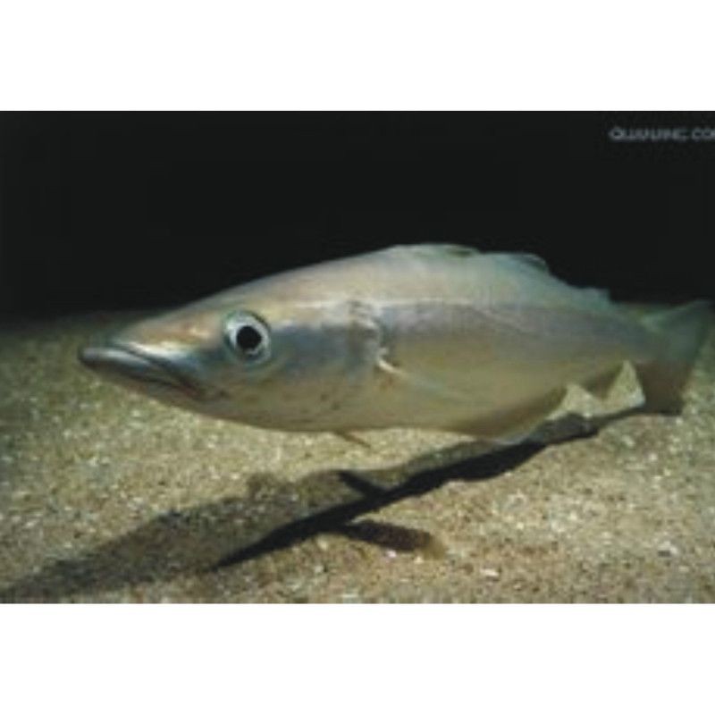 明太魚是海魚還是淡水魚【明太魚是海魚還是淡水魚一文帶你了解在梅花山下努力生活的小米鼠】
