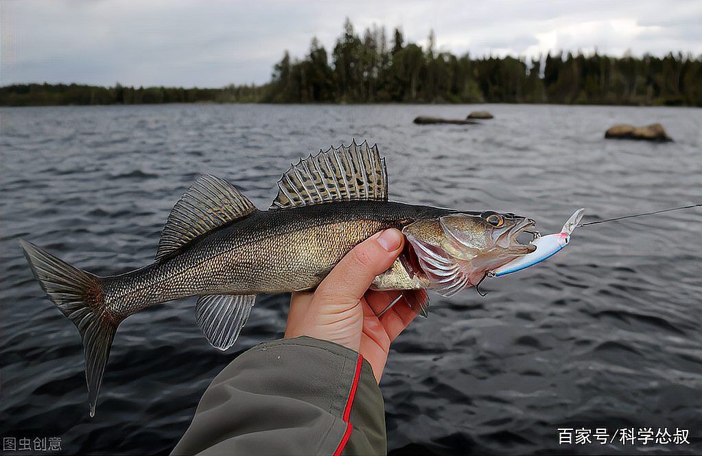 明太魚是海魚還是淡水魚【明太魚是海魚還是淡水魚一文帶你了解在梅花山下努力生活的小米鼠】