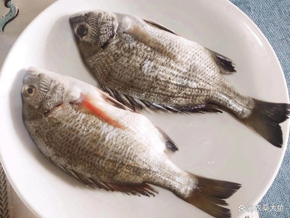 明太魚是海魚還是淡水魚【明太魚是海魚還是淡水魚一文帶你了解在梅花山下努力生活的小米鼠】