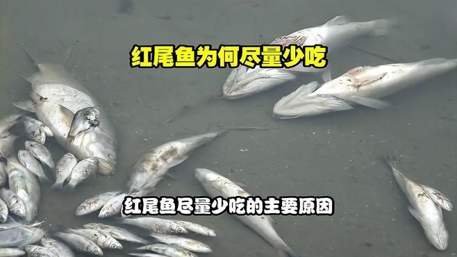 紅尾魚為何盡量少吃【紅尾魚為什么要盡量少吃】