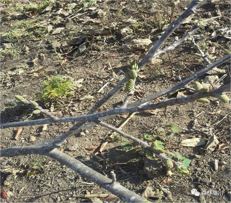 核桃樹分公母嗎【核桃樹分公母？】
