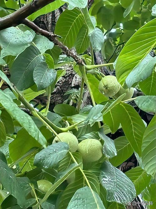 核桃樹分公母嗎【核桃樹分公母？】