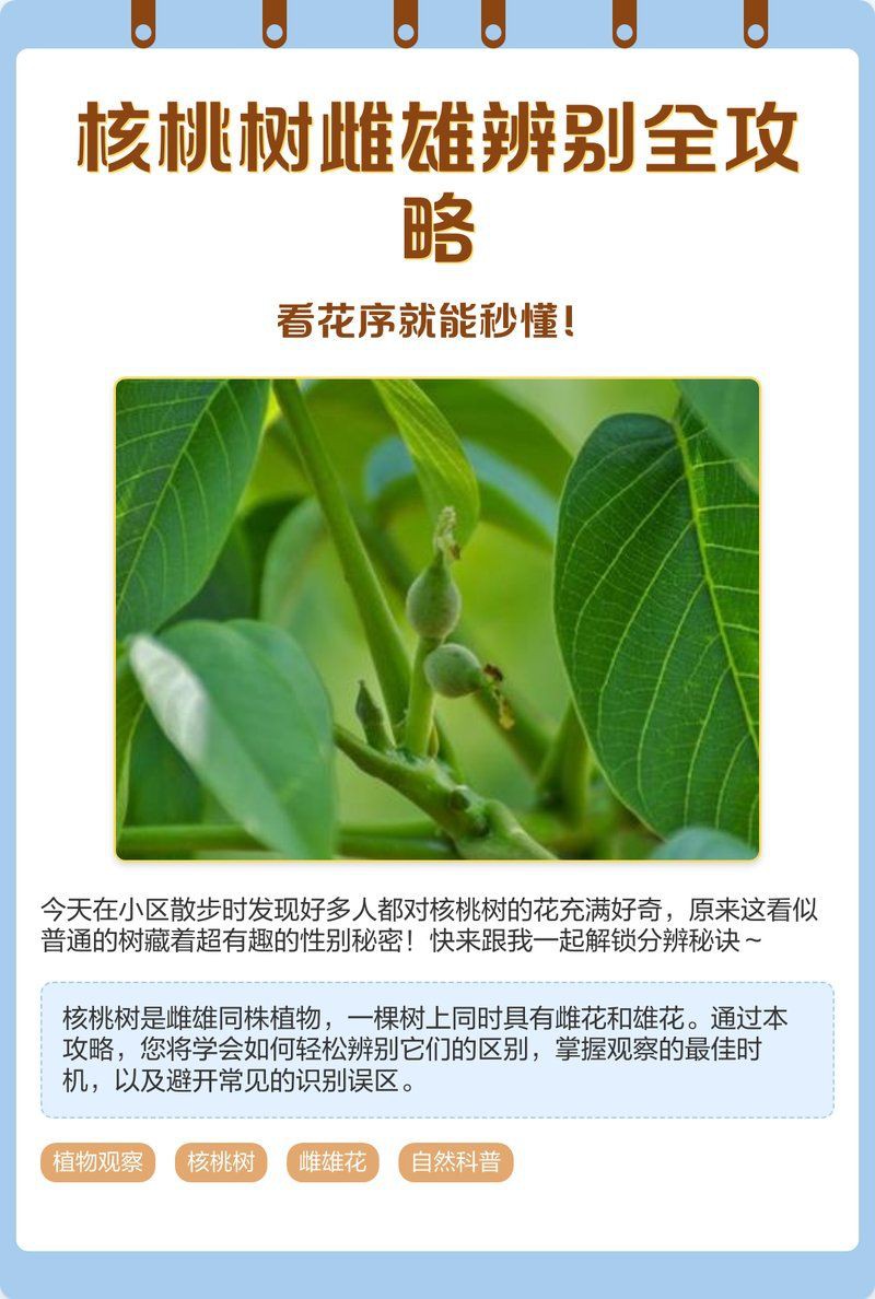 核桃樹分公母嗎【核桃樹分公母？】