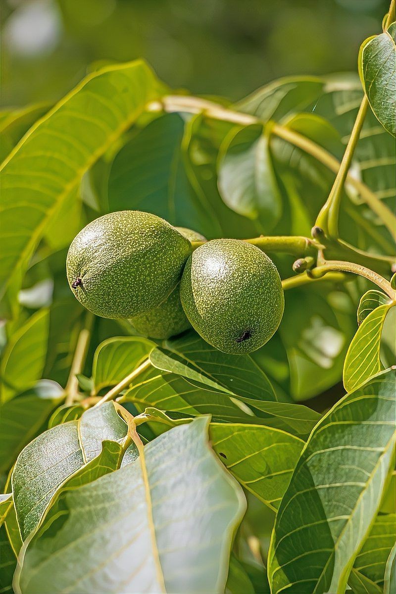 核桃樹分公母嗎【核桃樹分公母？】