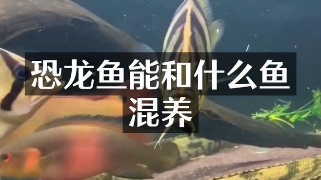 恐龍王魚地圖混養和混養哪個最值得【恐龍王魚與地圖魚的混養模式需綜合考慮以下關鍵因素】