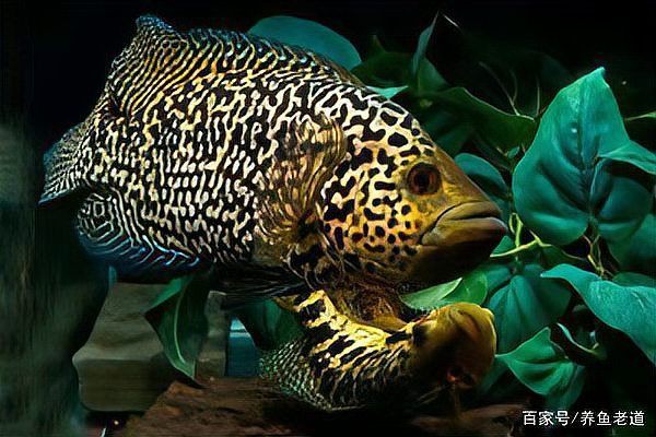 恐龍王魚地圖混養和混養哪個最值得【恐龍王魚與地圖魚的混養模式需綜合考慮以下關鍵因素】