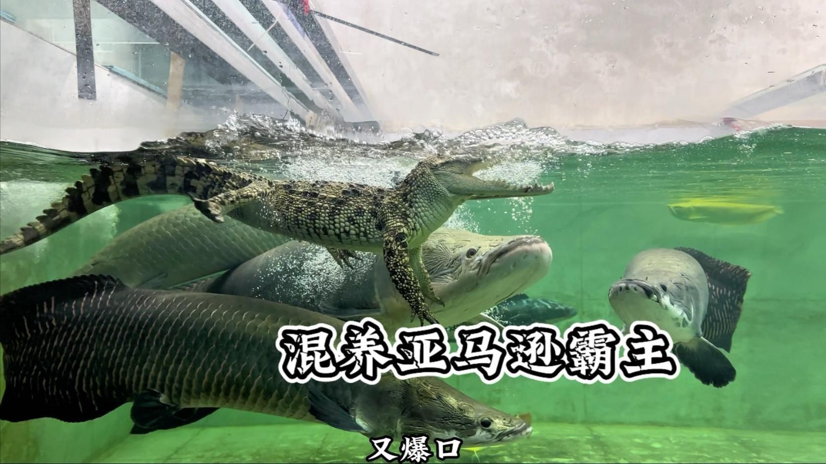 有哪些混養案例可以參考【華商網魚蝦混養成功經驗分享[需手動填充]魚蝦混養成功經驗分享】