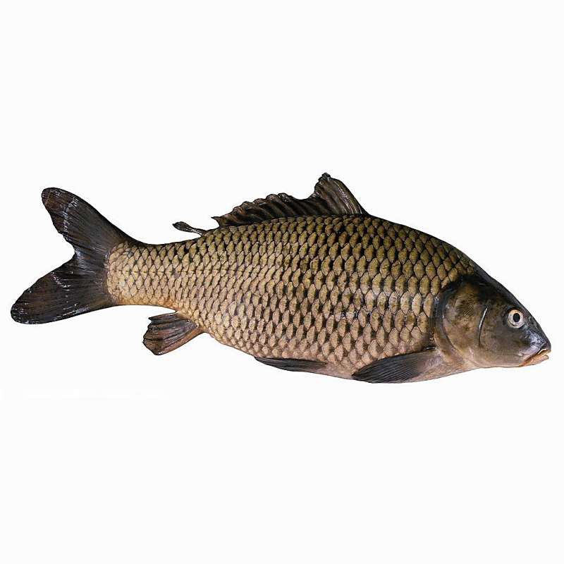 東平龍魚店【東平龍魚店的評價如何】