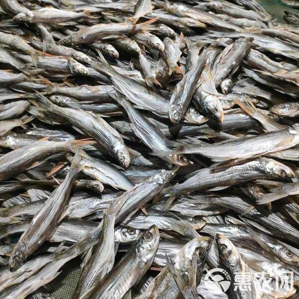 紅尾平克魚市場價多少一斤【紅尾平克魚的價格是多少】