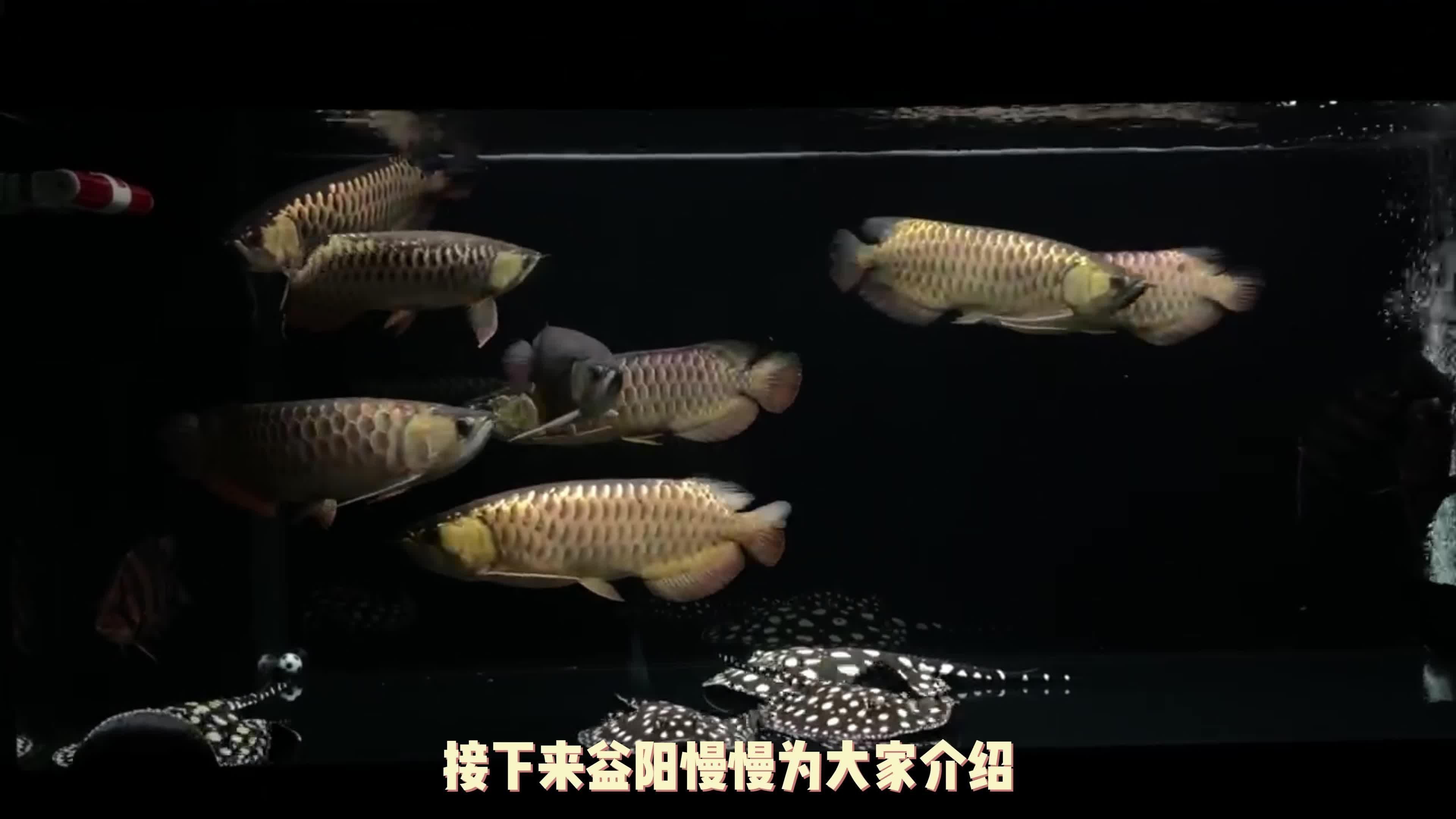 挑選龍魚的五大要點【《挑選龍魚的五大要點》】 龍魚百科 第2張 挑選龍魚的五大要點【《挑選龍魚的五大要點》】 挑選龍魚的五大要點【《挑選龍魚的五大要點》】 龍魚百科 第2張