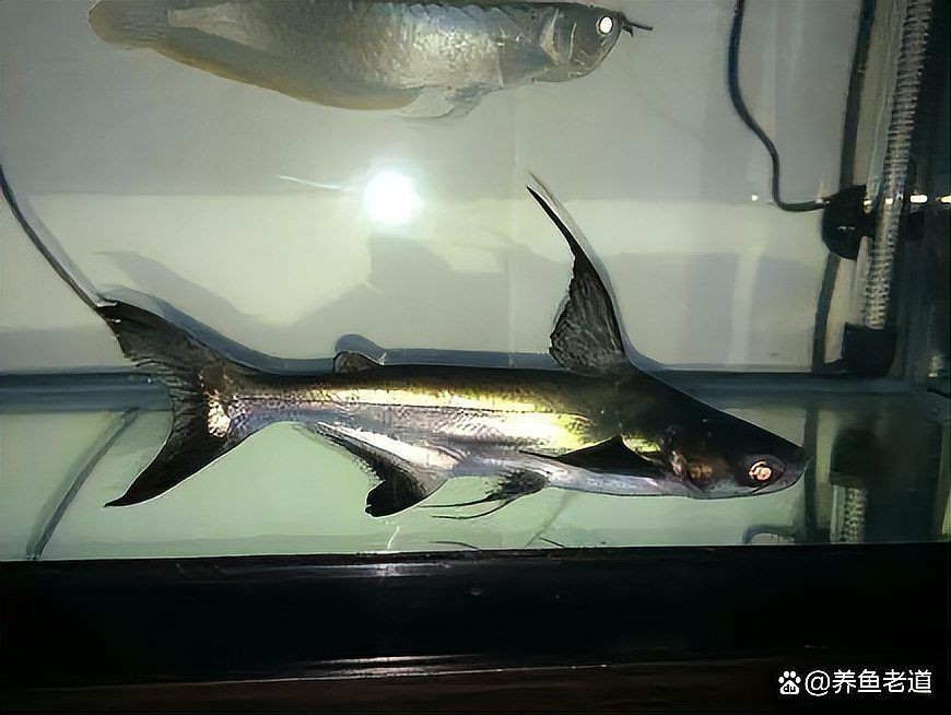 招財貓和龍魚混養的好處【招財貓與龍魚混養具有諸多益處，】
