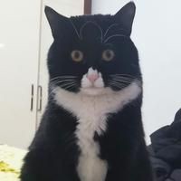 招財貓和龍魚混養的好處【招財貓與龍魚混養具有諸多益處，】