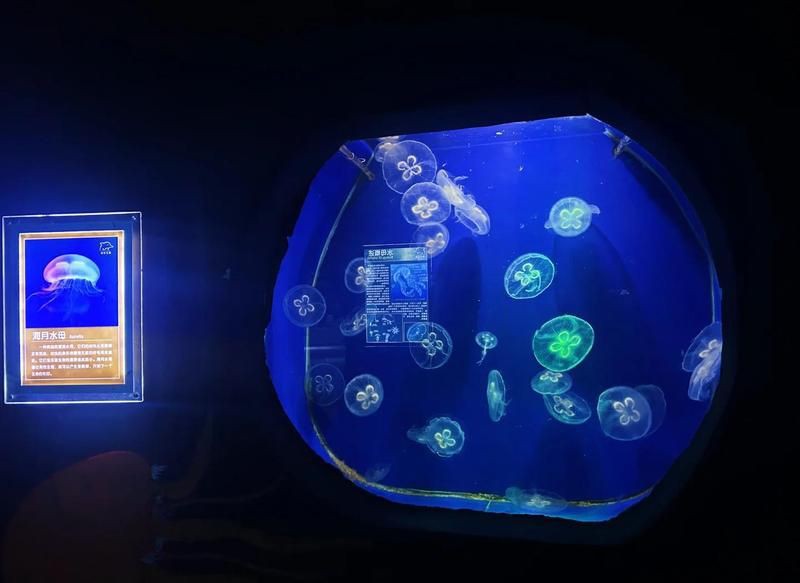 蚌埠水族館【皖北首家水下探索體驗皖北首家樂園蚌埠水族館】 蚌埠水族館【皖北首家水下探索體驗皖北首家樂園蚌埠水族館】 全國水族館企業名錄 第2張