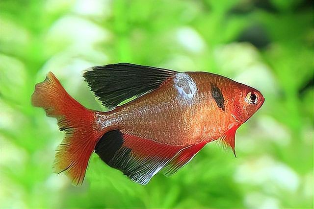 魚缸真菌感染會傳染嗎？【趣聞佚事集散地,金魚尾爛了別慌!】