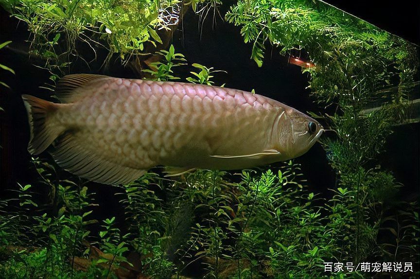 <strong><mark>安居</mark></strong>龍魚店【<strong><mark>安居</mark></strong>龍魚店有哪些品種能提供更多龍魚店鋪信息嗎】