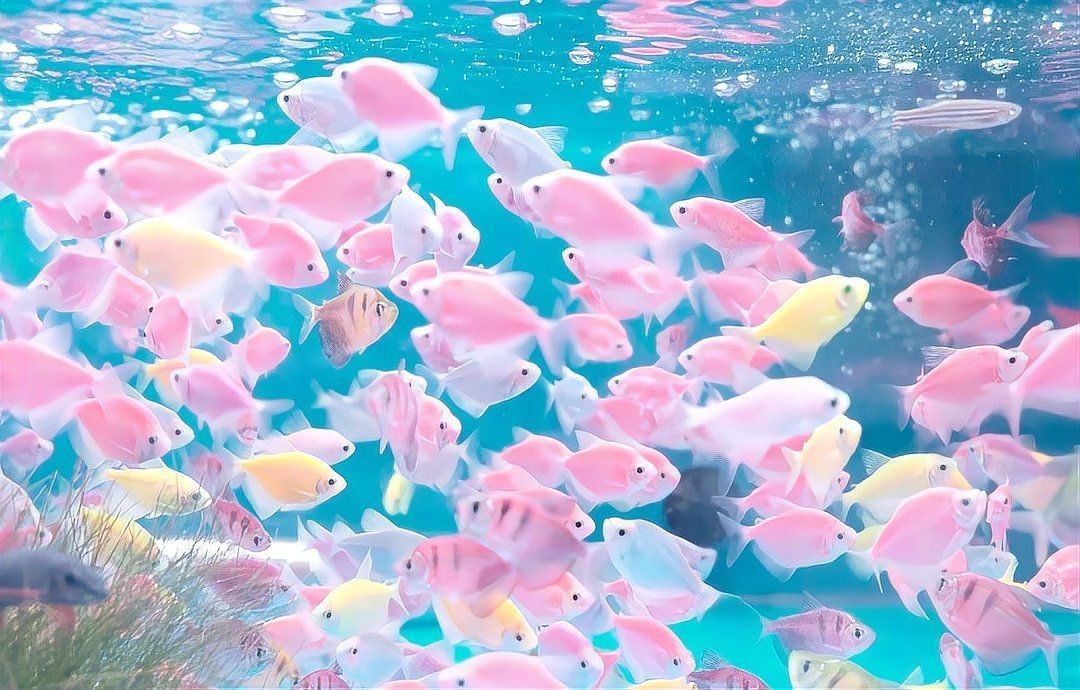 貴陽水族批發市場【新華網貴州頻道，貴陽南明區海鮮市場探秘】