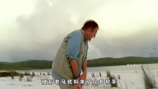 恐龍鱷魚【“恐龍鱷魚”并非傳統意義上的爬行動物組合】