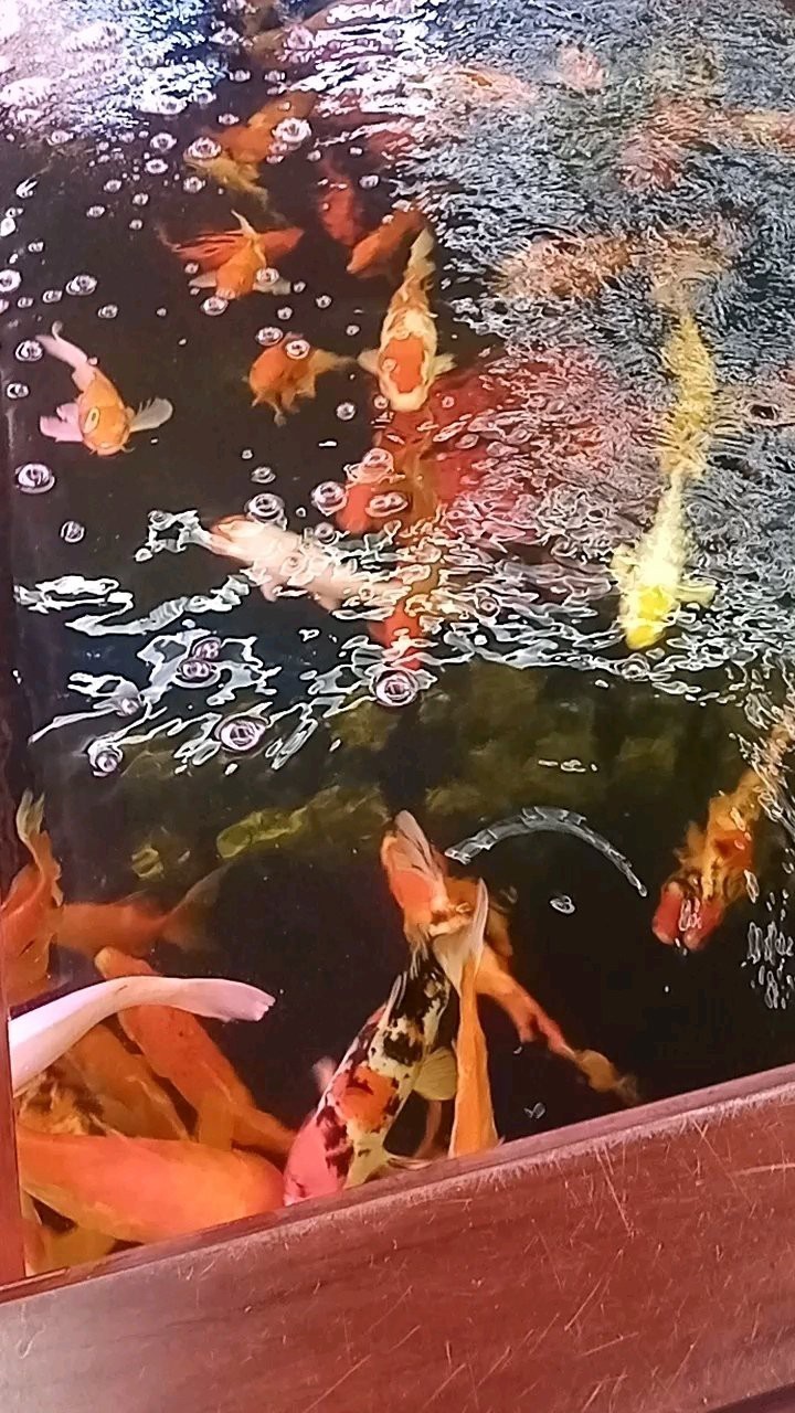 新榮水族店【“新榮水族店”專注于各類水生生物及相關(guān)產(chǎn)品的經(jīng)營(yíng)】