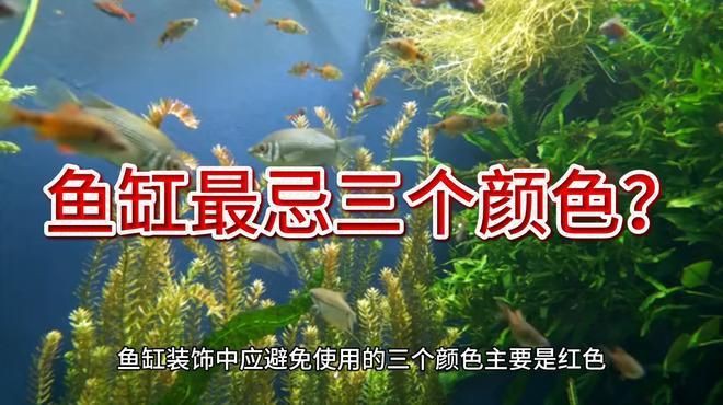 收藏級紅龍魚最忌三種顏色【《收藏級紅龍魚最忌三種顏色》】