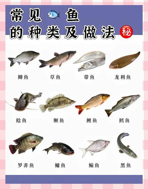 100種魚圖片【100種魚圖片《100種魚圖片》匯聚了豐富多樣的魚類影像資料】 100種魚圖片【100種魚圖片《100種魚圖片》匯聚了豐富多樣的魚類影像資料】 龍魚論壇 第16張