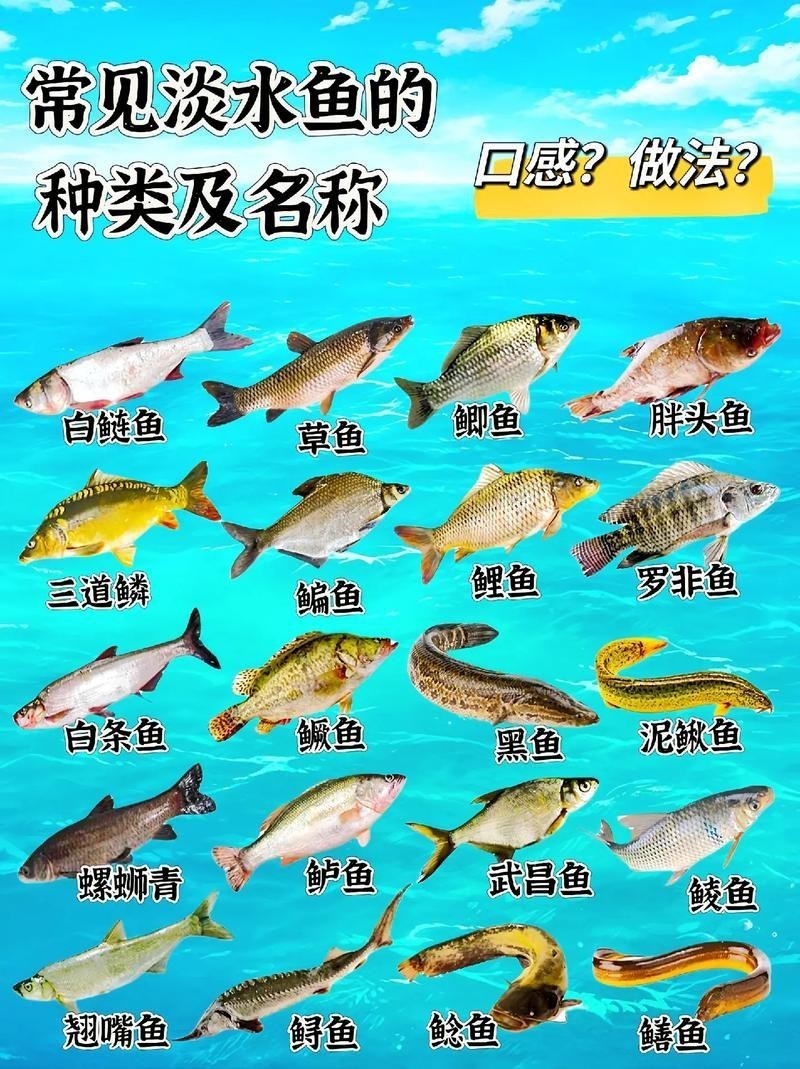 100種魚圖片【100種魚圖片《100種魚圖片》匯聚了豐富多樣的魚類影像資料】 100種魚圖片【100種魚圖片《100種魚圖片》匯聚了豐富多樣的魚類影像資料】 龍魚論壇 第18張