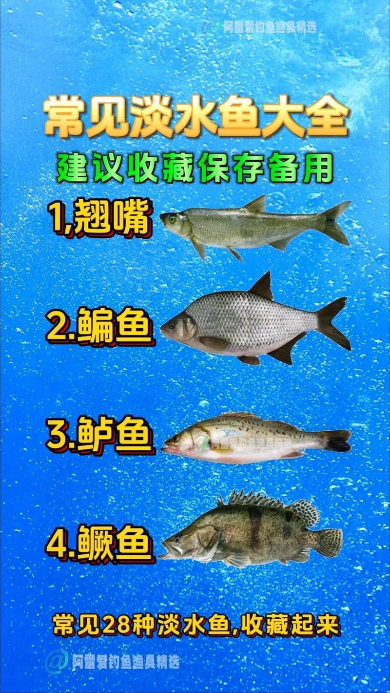 100種魚圖片【100種魚圖片《100種魚圖片》匯聚了豐富多樣的魚類影像資料】 100種魚圖片【100種魚圖片《100種魚圖片》匯聚了豐富多樣的魚類影像資料】 龍魚論壇 第9張
