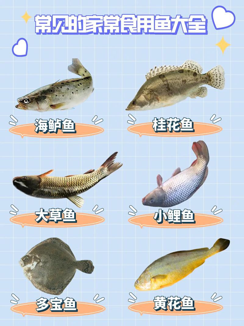 100種魚圖片【100種魚圖片《100種魚圖片》匯聚了豐富多樣的魚類影像資料】 100種魚圖片【100種魚圖片《100種魚圖片》匯聚了豐富多樣的魚類影像資料】 龍魚論壇 第10張