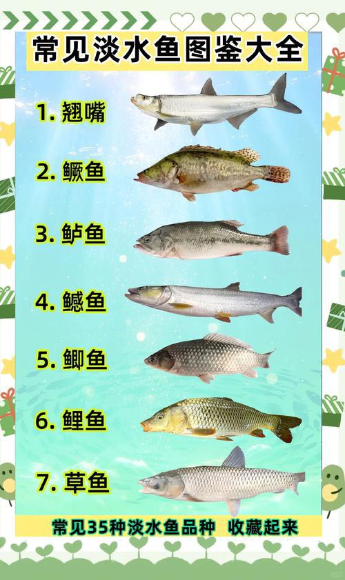 100種魚圖片【100種魚圖片《100種魚圖片》匯聚了豐富多樣的魚類影像資料】 100種魚圖片【100種魚圖片《100種魚圖片》匯聚了豐富多樣的魚類影像資料】 龍魚論壇 第11張