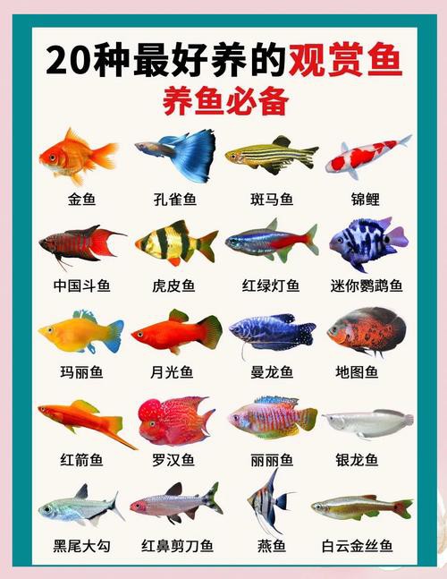 100種魚圖片【100種魚圖片《100種魚圖片》匯聚了豐富多樣的魚類影像資料】 100種魚圖片【100種魚圖片《100種魚圖片》匯聚了豐富多樣的魚類影像資料】 龍魚論壇 第8張