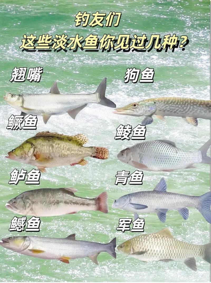 100種魚圖片【100種魚圖片《100種魚圖片》匯聚了豐富多樣的魚類影像資料】 100種魚圖片【100種魚圖片《100種魚圖片》匯聚了豐富多樣的魚類影像資料】 龍魚論壇 第15張