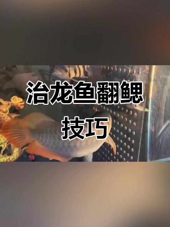 有哪些藥物可以治療龍魚翻鰓？【龍魚常見問題—翻腮帝龍阿輝】 有哪些藥物可以治療龍魚翻鰓？【龍魚常見問題—翻腮帝龍阿輝】 龍魚百科 第3張