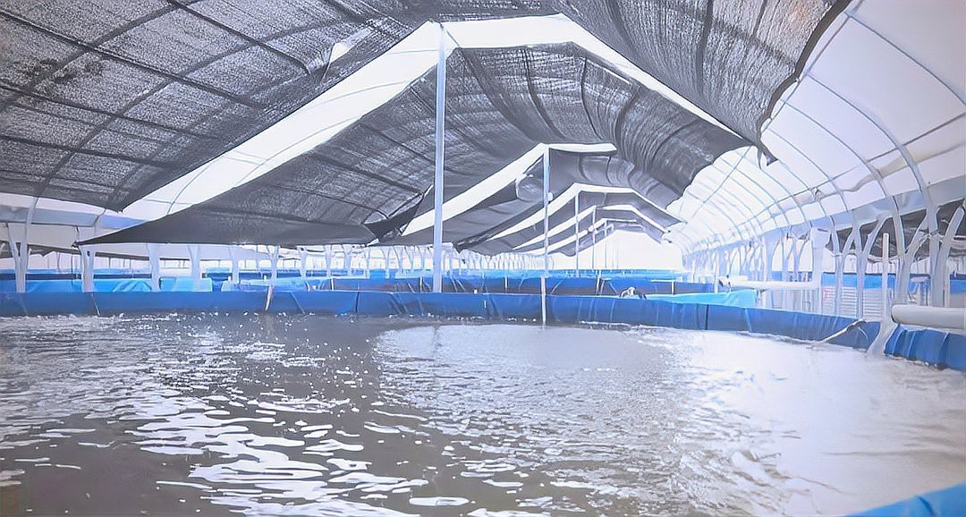 廣水龍魚店【廣水市有沒有龍魚養殖場】 廣水龍魚店【廣水市有沒有龍魚養殖場】 全國水族館企業名錄 第1張