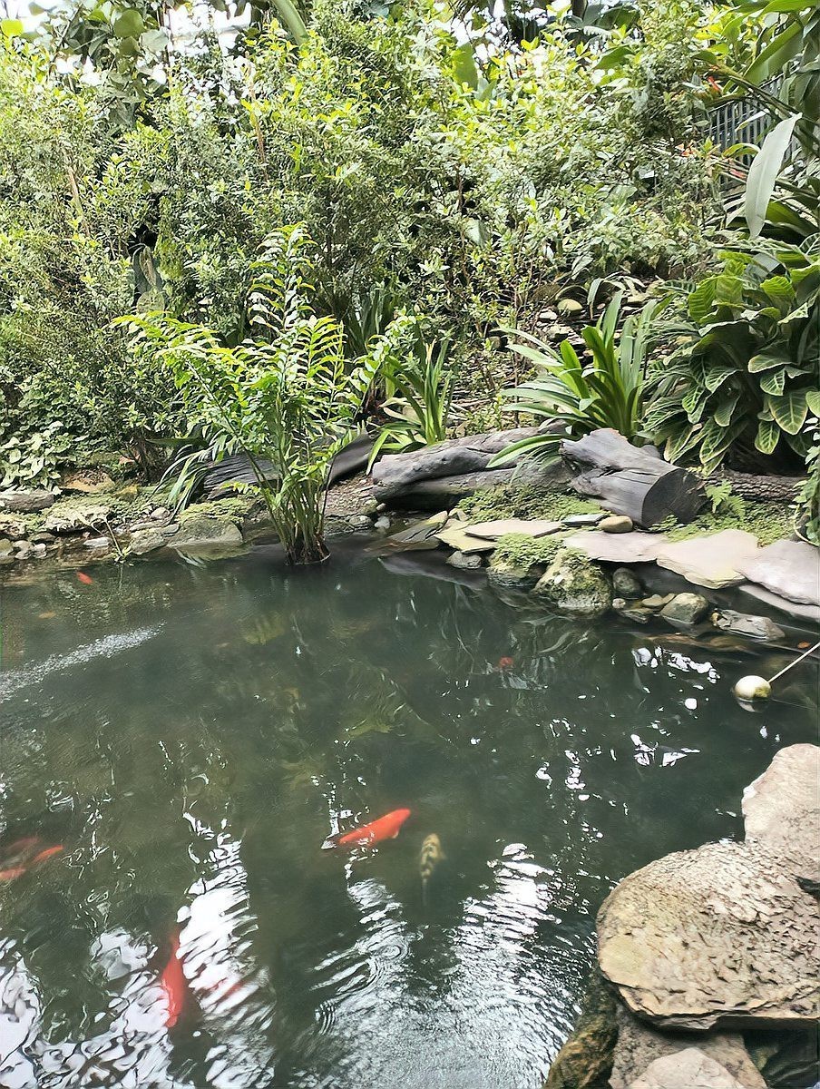 愛養魚的龍龍10米魚池【《愛養魚的龍龍10米魚池》】