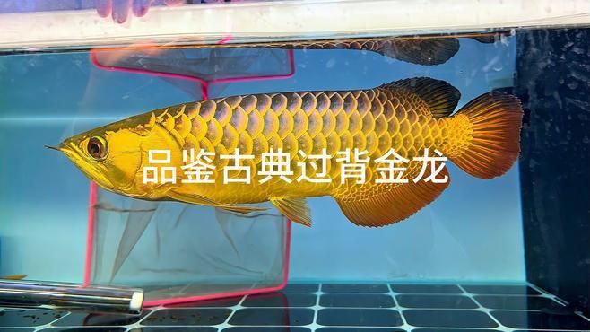 如何判斷古典藍底過背金龍魚的品質【判斷古典藍底過背金龍魚的品質需綜合多方面特征】