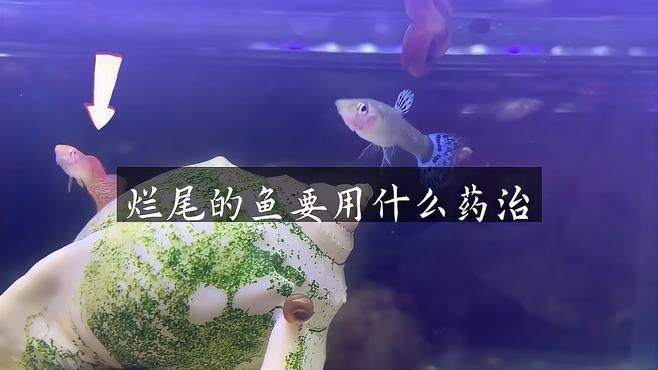 有哪些藥物可以有效治療爛尾病？【爛尾的魚要用什么藥保健百科】 有哪些藥物可以有效治療爛尾病？【爛尾的魚要用什么藥保健百科】 龍魚百科 第4張