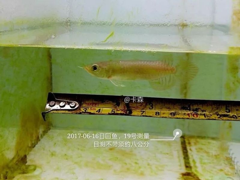 20公分紅龍發(fā)色順序圖【紅龍魚發(fā)色階段性特征總結(jié)紅龍魚發(fā)色階段性特征總結(jié)】 20公分紅龍發(fā)色順序圖【紅龍魚發(fā)色階段性特征總結(jié)紅龍魚發(fā)色階段性特征總結(jié)】 龍魚論壇 第7張